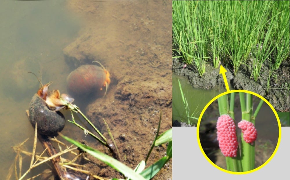 KEPHIS Working with Stakeholders to Combat the Golden Apple Snail Outbreak 